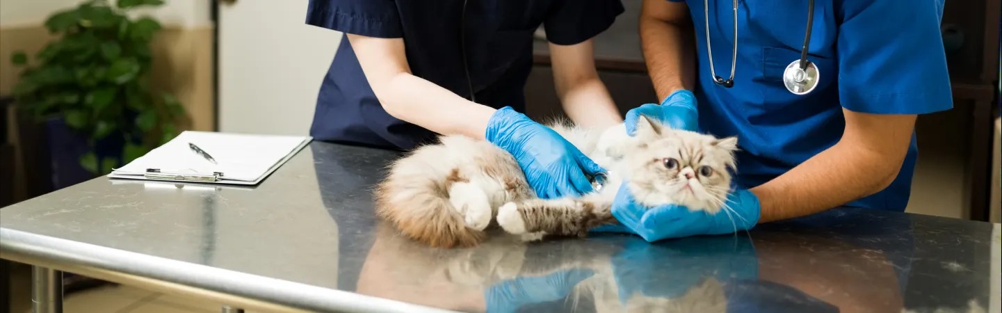 Become a Veterinary Assistant: Important Role in Saving Animals